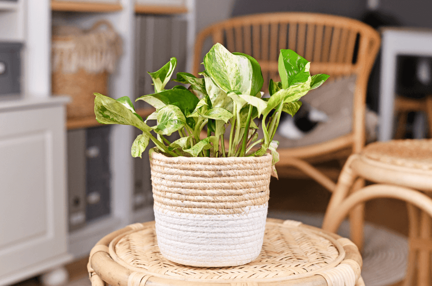 Pothos